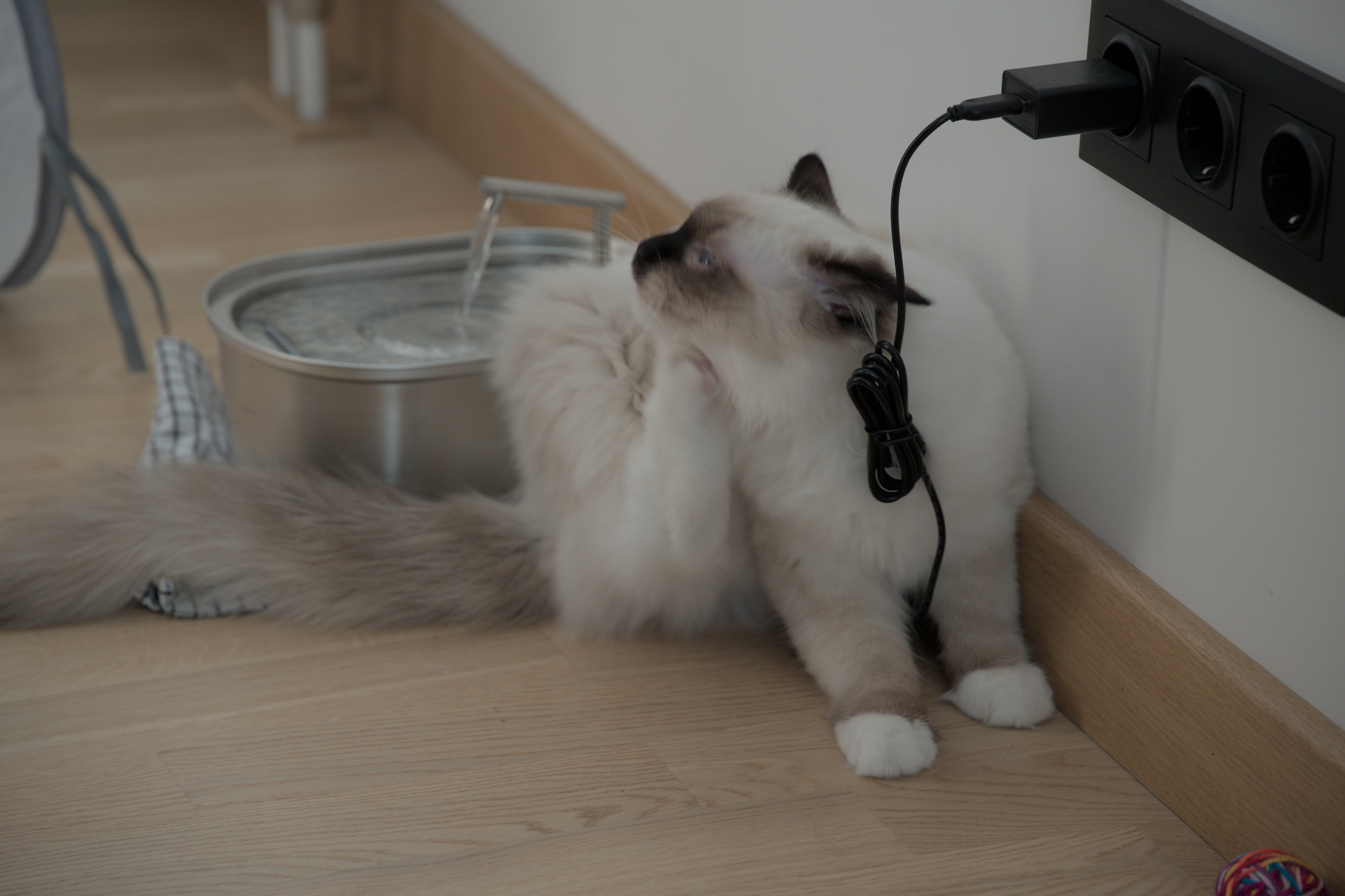 2025/10/12 - cats/DSC_0075.jpg